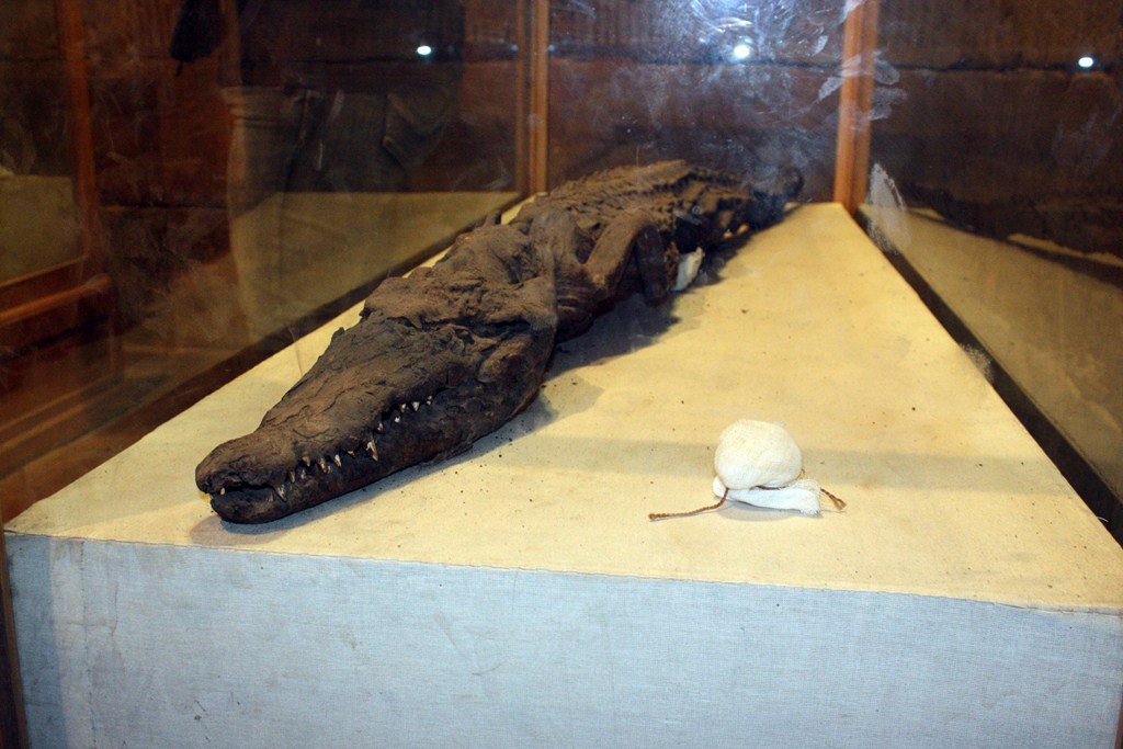 Mumifiziertes Krokodil