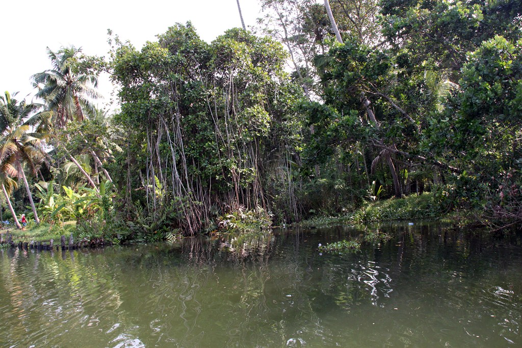 Die Backwaters in Kochi