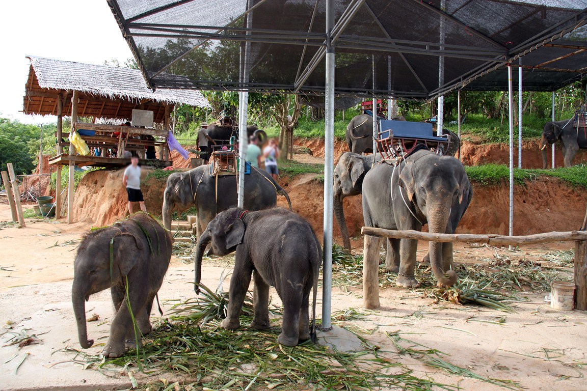 Elefantencamp - bereit zum Ausritt
