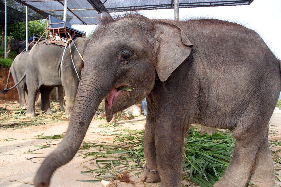 Babyelefant in Phuket