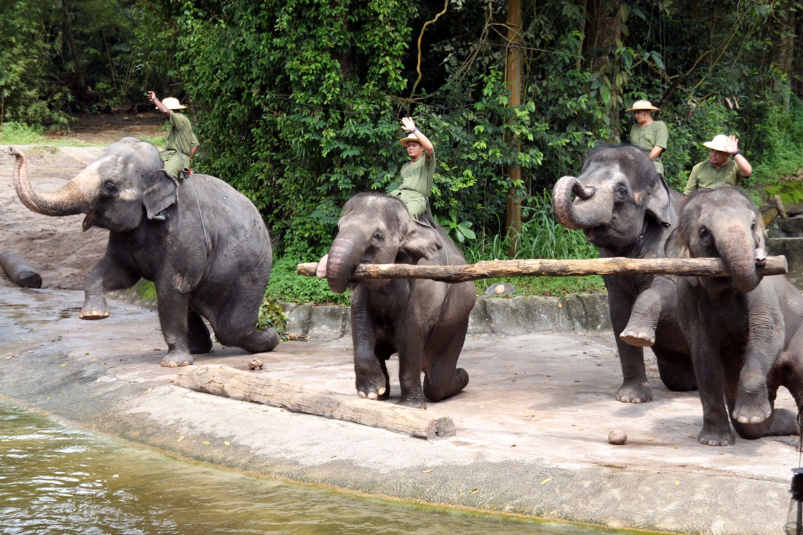Elefantenshow im Singapur Zoo