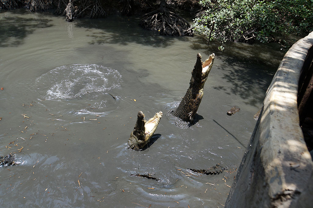 Krokodilefütterung im Can Gio Nationalpark